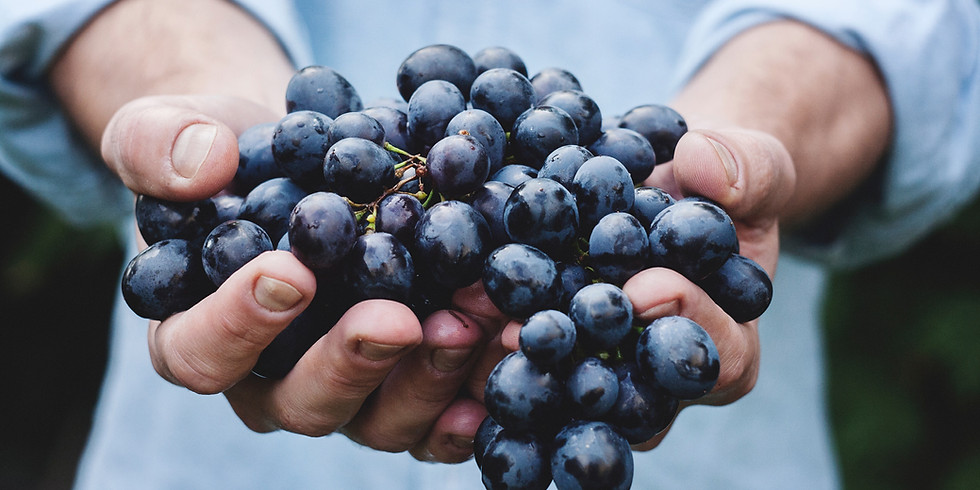 🍇 Social Media erfolgreich für Winzer nutzen
