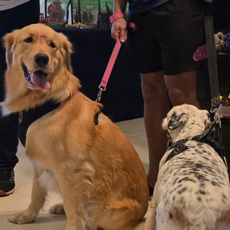 5º Junipet reúne centenas de cachorros no último final de semana