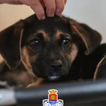 LEI DEFINE GUARDA COMPARTILHADA DE PETS; VEJA DETALHES