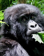 gorilla