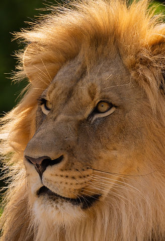 africa