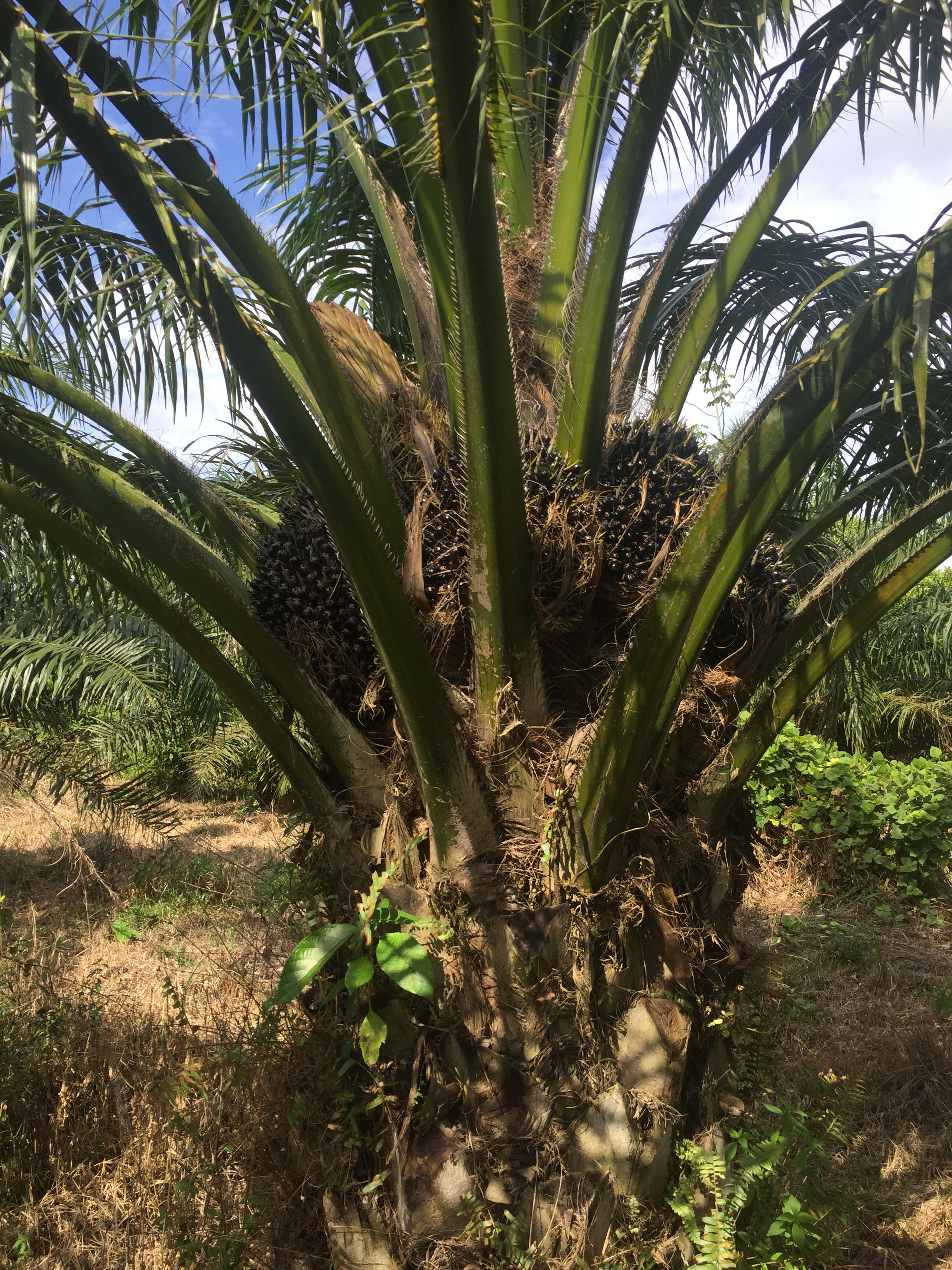 FORMACIÓN AUDITOR INTERNO BAJO ISO 19011:2018