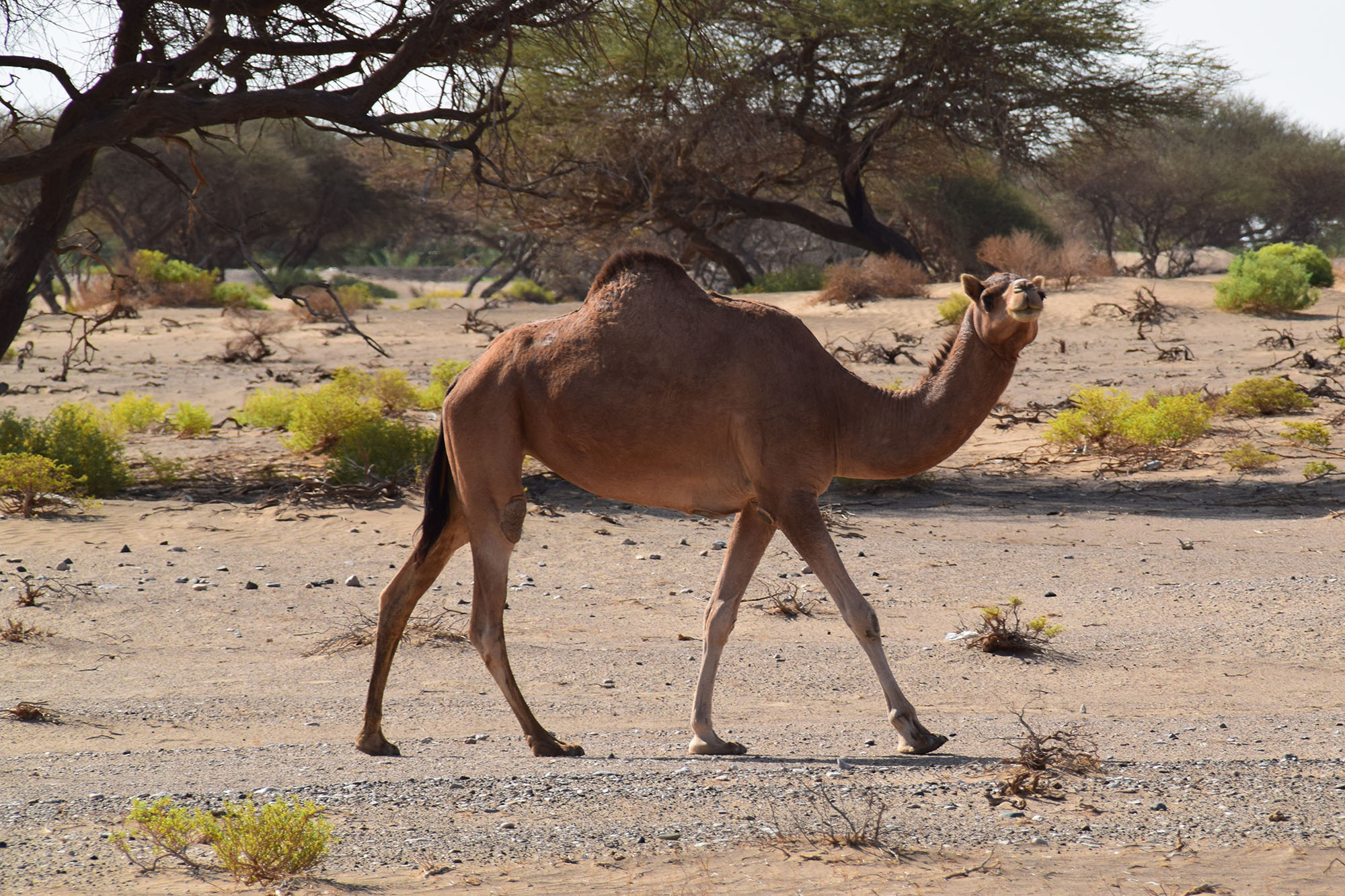 Oman