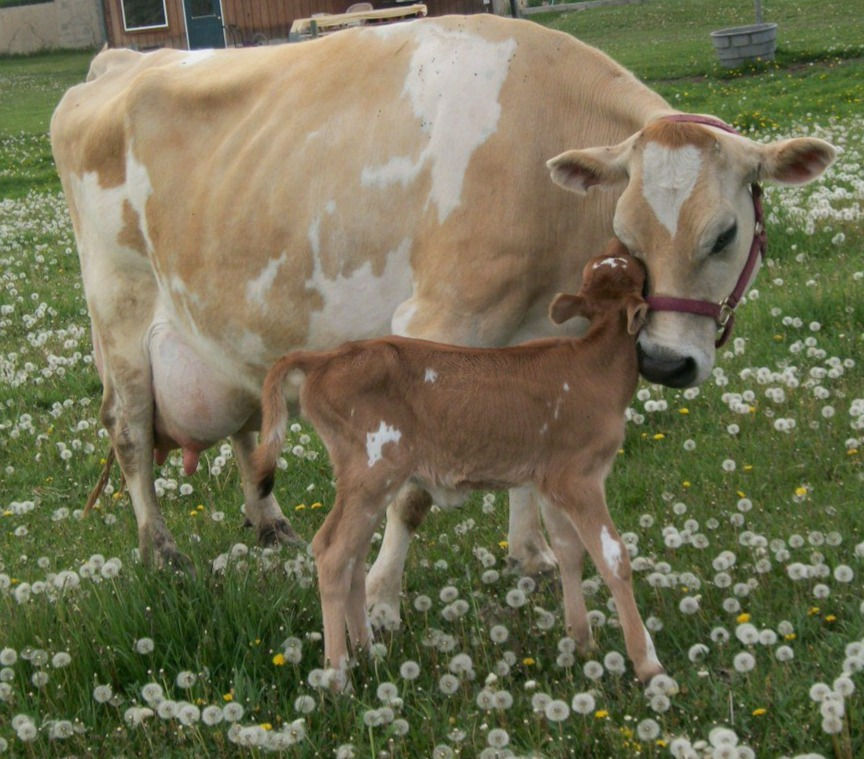The Homestead Milk Cow