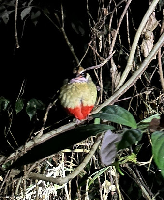 bird_edited.jpg