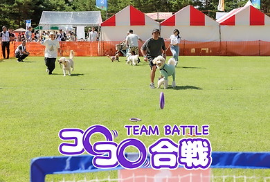 プラーコロコロ合戦.png