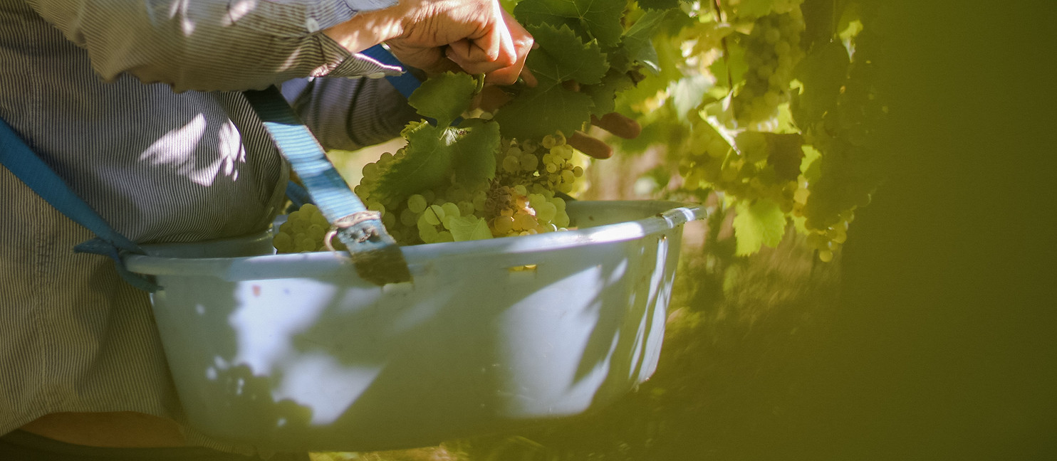 uvas brancas sendo colhidas pelo viticultor