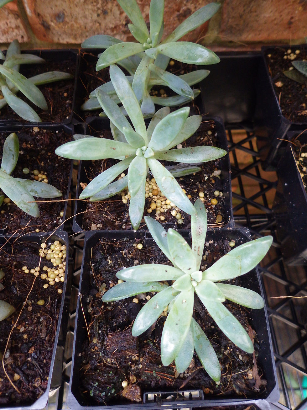 Thumbnail: Pachyphytum hookeri