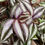 Thumbnail: Tradescantia zebrina