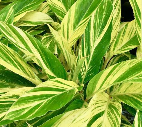Thumbnail: Alpinia zerumbet variegata