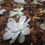 Thumbnail: Graptopetalum pentandrum
