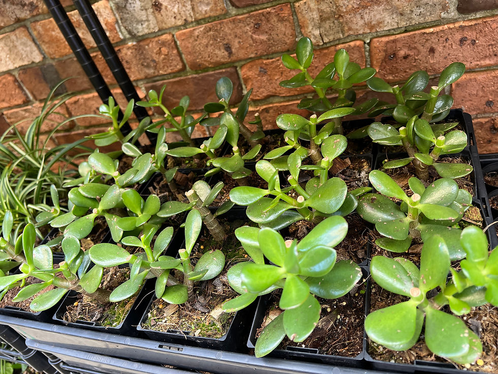 Thumbnail: Crassula ovata