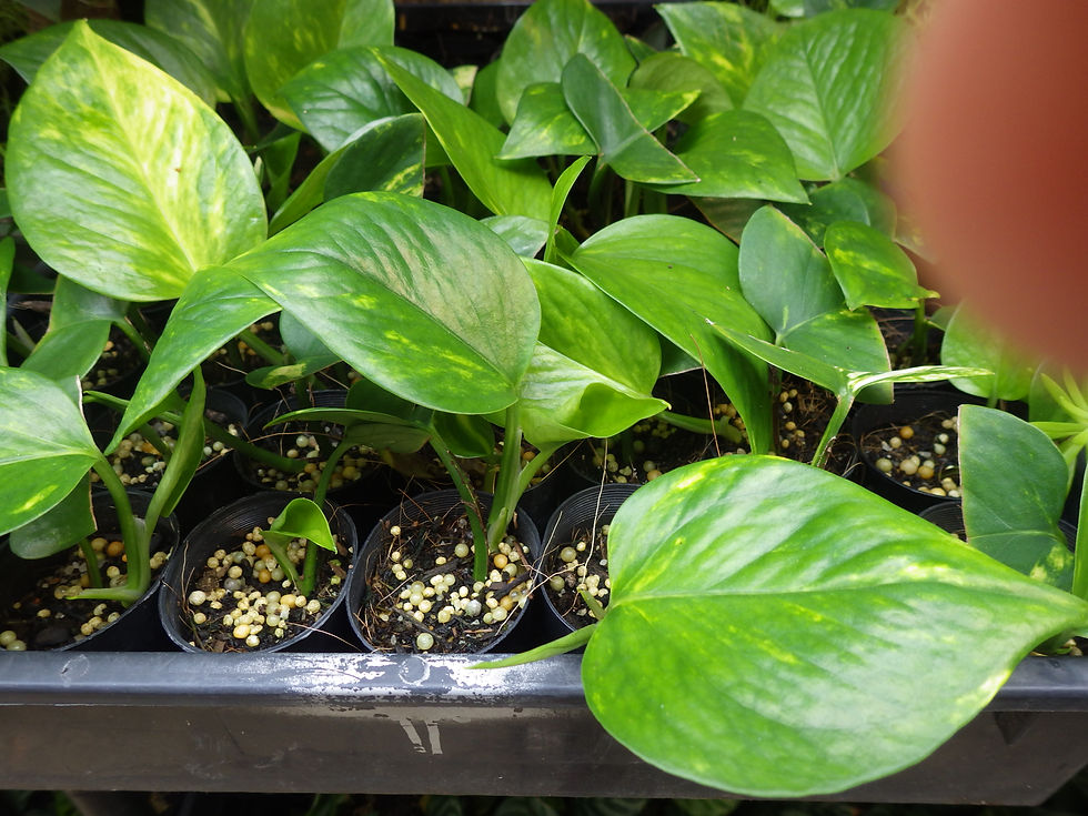 Thumbnail: Epipremnum aureum