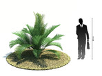 48_Chamaedorea_cataractum.jpg