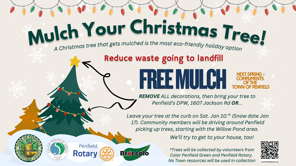 Why Should You Mulch Your Christmas Tree?