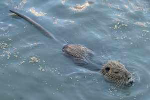 _A9_4728 Nutria.jpg