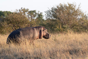 _1DX2002 Flusspferd.jpg