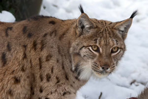 _W5A3603 Karpatischer Luchs.jpg