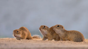 _R3_5761 Ziesel (ground squirrel).jpg
