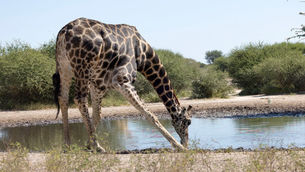 _R3_3203 Süd-Giraffe (Southern Giraffe).jpg