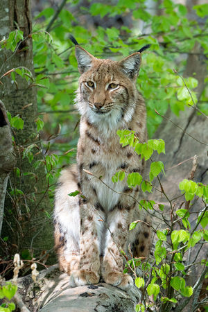 A9_02032 Karpaten-Luchs.jpg