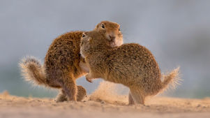 _R3_6021 Ziesel (ground squirrel).jpg