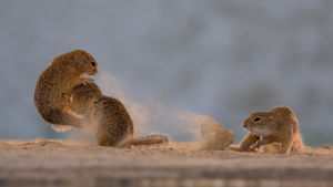 _R3_6143 Ziesel (ground squirrel).jpg