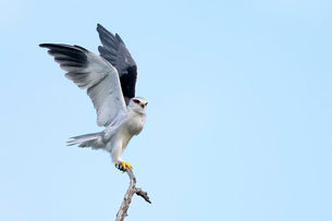 _R3_3534 Australischer Gleitaar (Black-shouldered kite).jpg