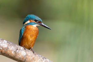 _R3_0111 Juveniler Eisvogel.jpg