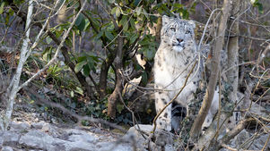 CR3_0563 Schneeleopard.jpg