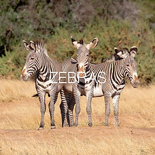 _1DX6313 ZEBRAS - mit Titel.jpg