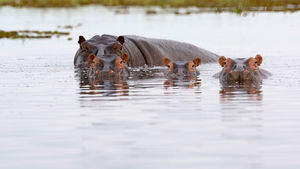 _R3_7363 Flusspferde.jpg