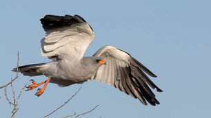 _R3_3625 Großer Singhabicht (Southern Pale Chanting Goshawk).jpg