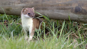 _R3_2689 Hermelin (Mustela erminea).jpg