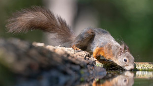 _R3_5448 Eichhörnchen (squirrel).jpg