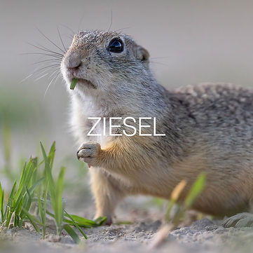 _R3_4536 Ziesel (ground squirrel) - mit Titel.jpg