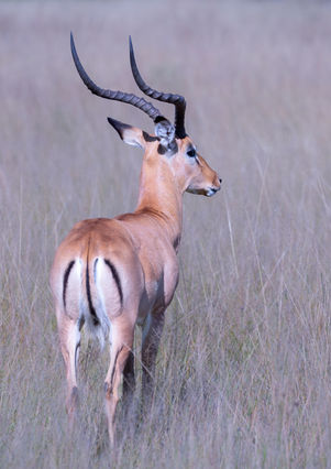 11_R3_5693 Impala.jpg