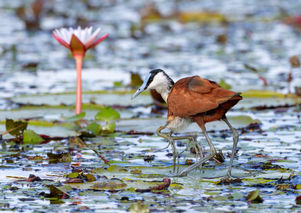 05_R3_1398 Blaustirn-Blatthühnchen Kücken (African Jacana).jpg