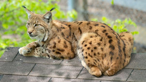 A9_02138 Karpaten-Luchs.jpg