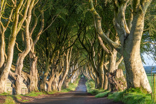 _A7_1700 The Dark Hedges.jpg