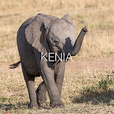_1DX3627 Junger Elefant - KENIA - mit Titel - Kopie.jpg