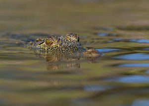 05_R3_3422 Krokodil.jpg