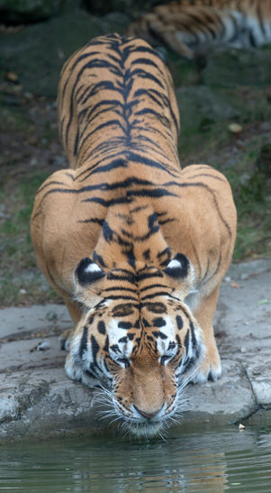 _1DX6609 Sibirische Tiger_Ausschnitt.jpg