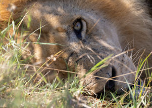 08_R3_6283 Löwe.jpg