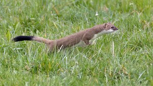 _R3_2708 Hermelin (Mustela erminea).jpg