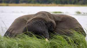 _R5_0875 Elefant.jpg