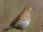 The Song Thrush