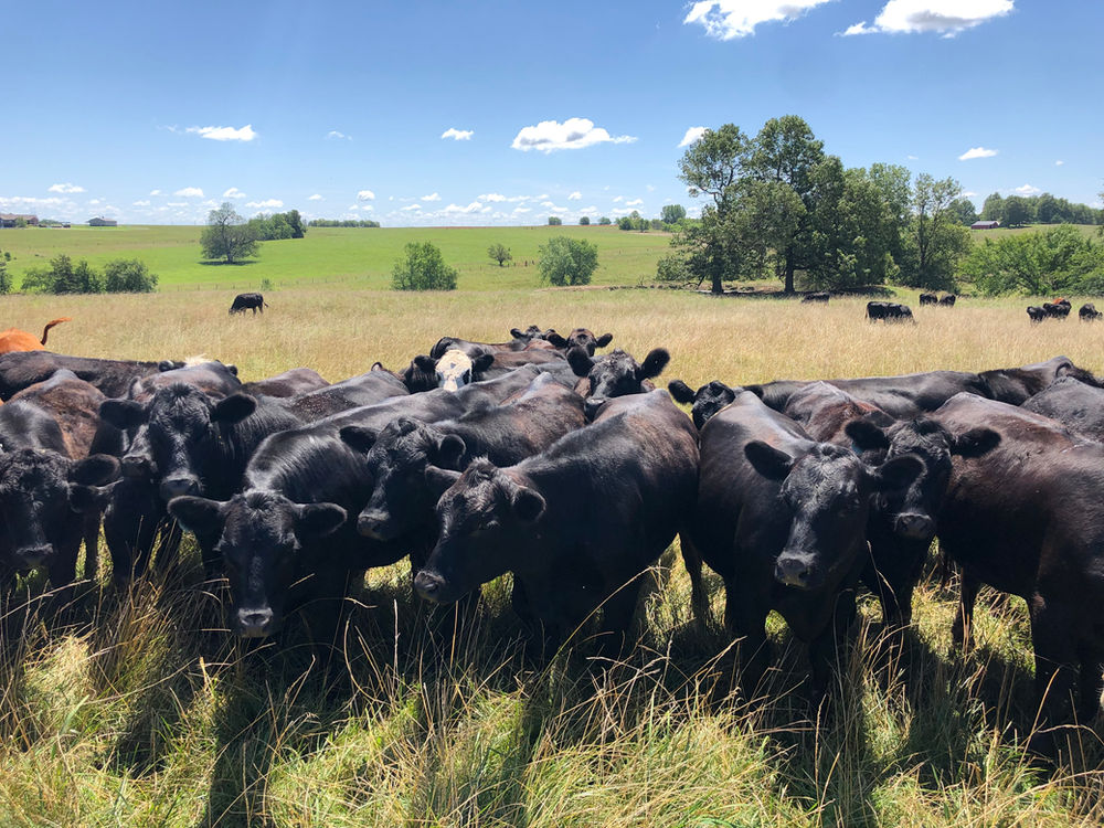 Livestock Consignments for Tuesday, November 29, 2022Starting Time 11A.M.