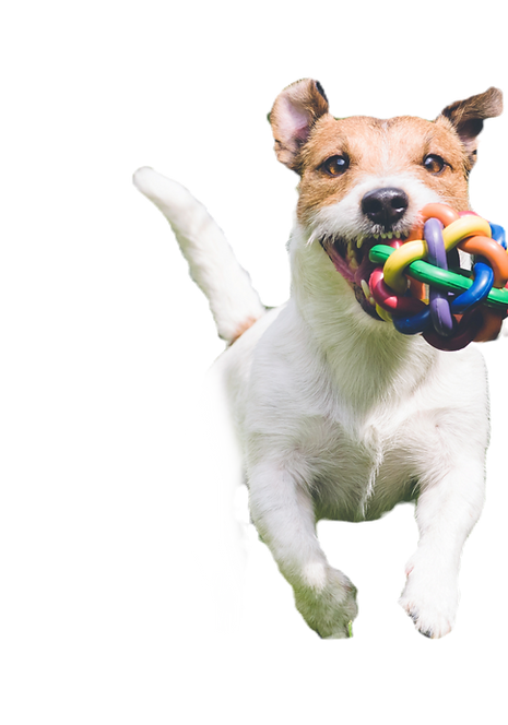 Dog Playing grass
