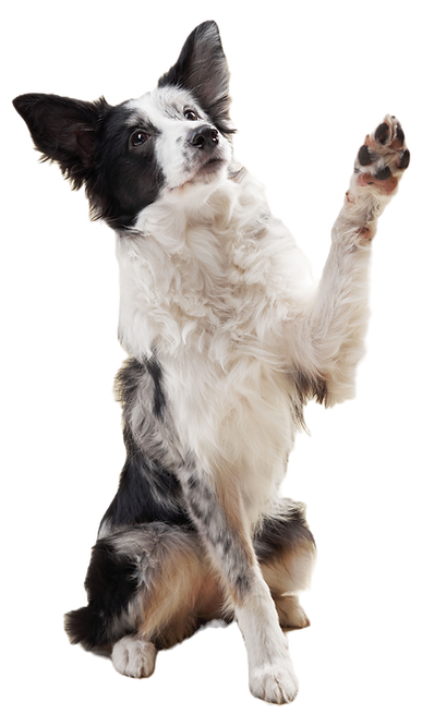 Dog and Safety